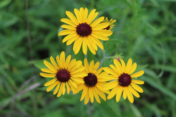 Four black-eyed Susan blooms at Miami Woods in Morton Grove, Illinois