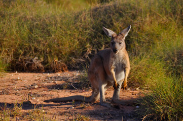 A cute young Red kangaroo in scrub land.