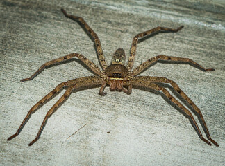 Huntsman spider