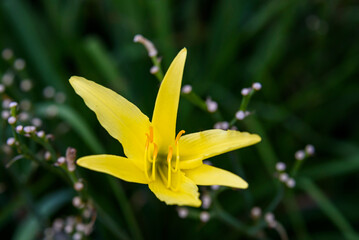 Fototapeta na wymiar Closeup of yellow daylily blooming in a garden 