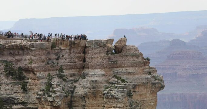 Grand Canyon Arizona condor wildlife bird tourists at rim. Grand Canyon Arizona tourists beautiful dangerous cliff lookout. Home to endangered Condor birds Largest North American land bird.