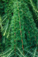 Closeup of Weeping European Larch as a nature background

