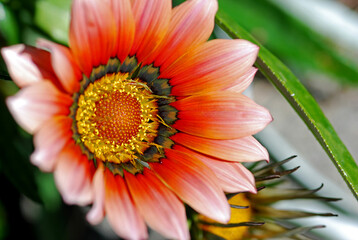 Flame-colored Gazania, or African Daisy (Gazania rigens)