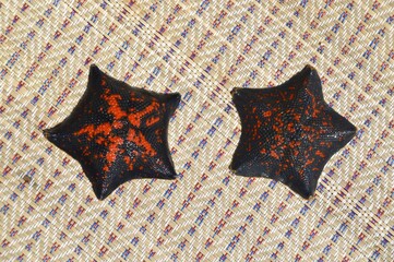 Two black and red sea stars Patiria pectinifera from Japanese sea, Russia 