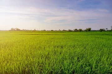 green field and blue sky in the morning, agricultural concept with morning sunlight 