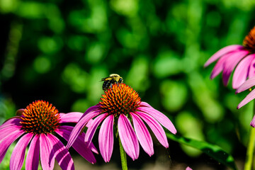 Echinacea flower, Cone-flowers with bees on. 