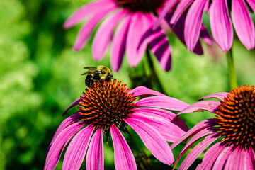 Echinacea flower, Cone-flowers with bees on.  © PitoFotos