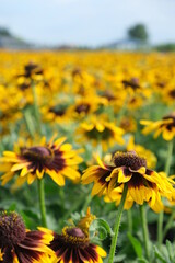 field of sunflowers in summer