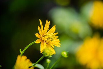 Obraz premium Yellow dahlia flowers in the garden 