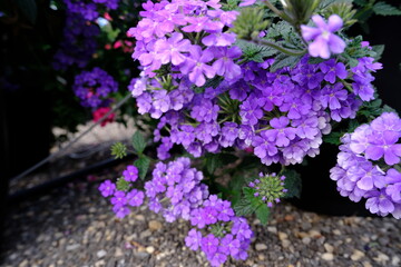 Fototapeta premium purple flowers