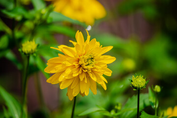 Yellow dahlia flowers in the garden 