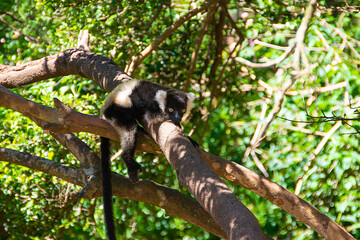 マダガスカルのシロクロエリマキキツネザル（クロシロエリマキキツネザル） (Black-and-white ruffed lemur)