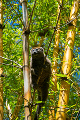 マダガスカルのハイイロジェントルキツネザル(Eastern lesser bamboo lemur)