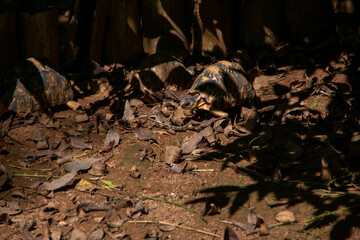 マダガスカルのホウシャガメの赤ちゃん(Radiated tortoise)(Sokake)