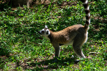 マダガスカルのワオキツネザル(Ring-tailed lemur)