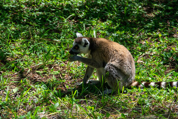 Naklejka na ściany i meble マダガスカルのワオキツネザル(Ring-tailed lemur)