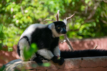 マダガスカルのシロクロエリマキキツネザル（クロシロエリマキキツネザル） (Black-and-white ruffed lemur)