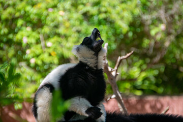 マダガスカルのシロクロエリマキキツネザル（クロシロエリマキキツネザル） (Black-and-white ruffed lemur)