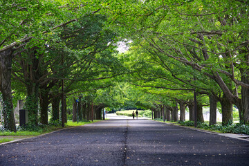 Natural summer and spring green park background which road running and leading eyes through tree alley which people coming for relaxation, recreation and doing activities. For background purpose.