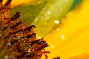 Detailed closeup macro photo of a beautiful sunflower
