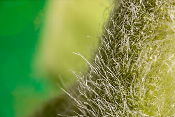 Detailed closeup macro photo of a beautiful sunflower