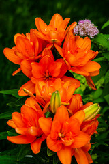 Lily flowers in the garden 