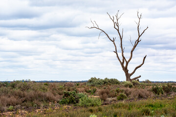 Dead gum tree in arid area in rural New South Wales, Australia