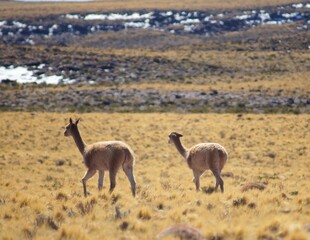 Vicuñas in the Atacama Desert