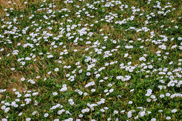 Hedge bindweed flowers