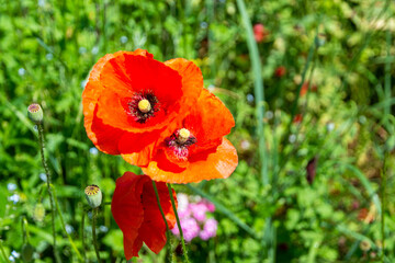 Obraz premium flowers and boxes of opium poppy, soft focus, toning