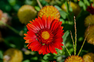 Blanket flowers in the garden