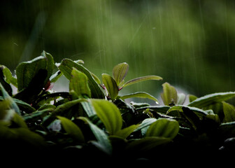 rain droplets hitting the green leaves of a bush