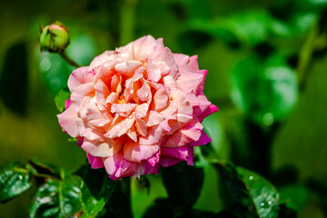 Pink rose in the garden 