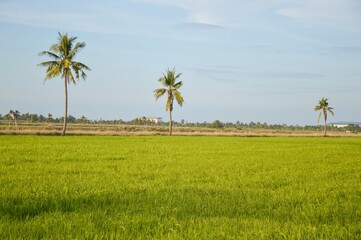 green rice tree in country Thailand