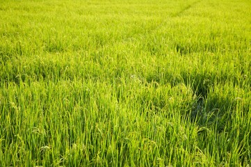 fresh green rice tree in country Thailand