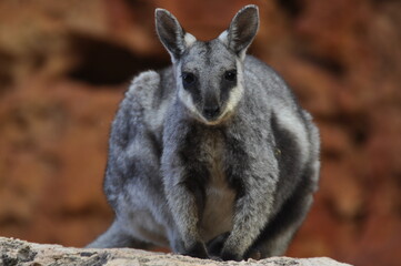 Endangered Black flanked rock wallaby in the wild