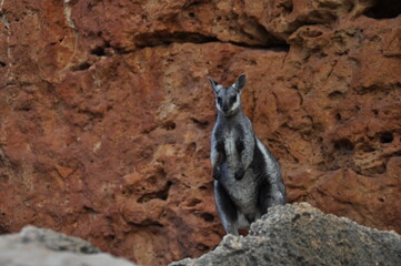 A black flanked rock wallaby (warru) against the brilliant red of its rocky home. These small marsupials are skilled rock hoppers and take protection living on the cliffs of gorges.