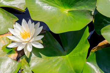 白い睡蓮の花　千町無田水田公園　大分県玖珠郡　White Water lily flower Ooita-ken Kusu-gun