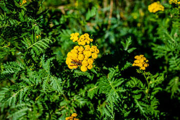 Insect on common tansy plant 