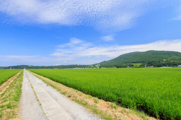 田んぼと農道　夏のイメージ　大分県玖珠郡　
Rice field and Farm road Image of summer Ooita-ken Kusu-gun