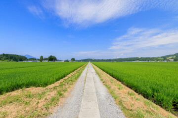 Fototapeta na wymiar 田んぼと農道　夏のイメージ　大分県玖珠郡　 Rice field and Farm road Image of summer Ooita-ken Kusu-gun