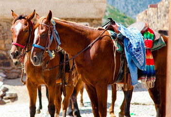 beautiful mexican horses in old village
