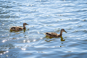 Ducks on the Lake