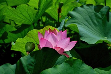 ひっそりと咲く満開のピンクのハス＠大阪