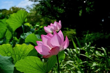 光を浴びて輝く満開のピンクのハス＠大阪