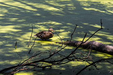 Duck on Moss