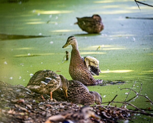 Ducks in Moss