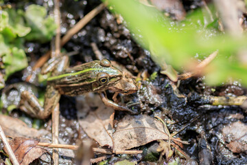トノサマガエル　共食い　Tonosama Frog 
cannibalism