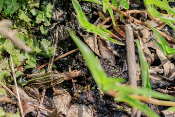 トノサマガエル　共食い　Tonosama Frog 
cannibalism