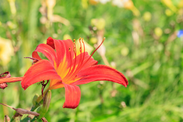 赤いユリの花　
Red lily